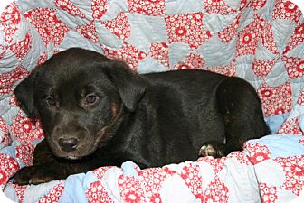 Labrador Retriever Mix Puppy for Sale in Glastonbury, Connecticut - Almay- meet me Labrador Retriever Mix Puppy for Sale in Glastonbury, Connecticut - Almay- meet me