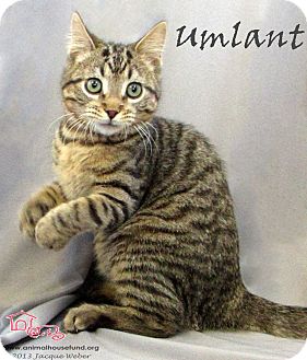 Domestic Shorthair Cat for Sale in St Louis, Missouri - Umlaut Domestic Shorthair Cat for Sale in St Louis, Missouri - Umlaut