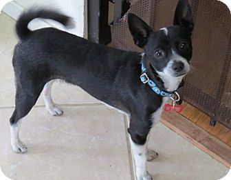 Miniature Pinscher/Chihuahua Mix Dog for Sale in Scottsdale, Arizona - Robin Miniature Pinscher/Chihuahua Mix Dog for Sale in Scottsdale, Arizona - Robin
