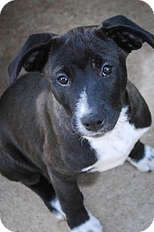 Jack Russell Terrier Mix Dog for Sale in Columbus, Georgia - Minnie Jack Russell Terrier Mix Dog for Sale in Columbus, Georgia - Minnie