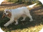 Cocker Spaniel Dog for Sale in Manchester, Connecticut - Princess ADOPTION PENDING Cocker Spaniel Dog for Sale in Manchester, Connecticut - Princess ADOPTION PENDING
