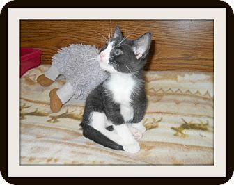 Domestic Shorthair Cat for Sale in Medford, Wisconsin - TUCKER Domestic Shorthair Cat for Sale in Medford, Wisconsin - TUCKER