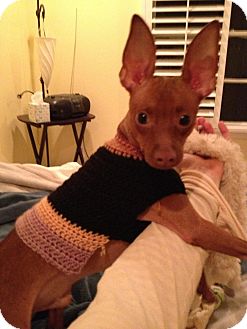 Miniature Pinscher Dog for Sale in Myersville, Maryland - Oscar Miniature Pinscher Dog for Sale in Myersville, Maryland - Oscar