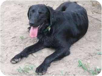 Labrador Retriever Mix Dog for Sale in New York, New York - Rascal Labrador Retriever Mix Dog for Sale in New York, New York - Rascal