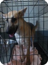 German Shepherd Dog Mix Dog for Sale in Gainesville, Florida - Neally German Shepherd Dog Mix Dog for Sale in Gainesville, Florida - Neally