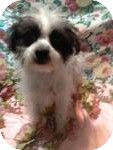 Maltese/Poodle (Toy or Tea Cup) Mix Puppy for Sale in Manchester, Connecticut - Lelu ADOPTION PENDING Maltese/Poodle (Toy or Tea Cup) Mix Puppy for Sale in Manchester, Connecticut - Lelu ADOPTION PENDING