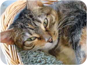 Domestic Shorthair Cat for Sale in Chicago, Illinois - Cora Domestic Shorthair Cat for Sale in Chicago, Illinois - Cora