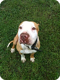 American Pit Bull Terrier Dog for Sale in Geismar, Louisiana - Romeo American Pit Bull Terrier Dog for Sale in Geismar, Louisiana - Romeo
