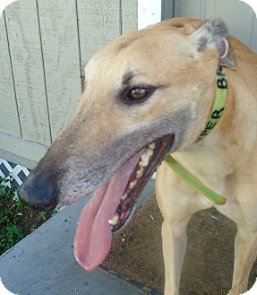 Greyhound Dog for Sale in Longwood, Florida - Super Bruno Greyhound Dog for Sale in Longwood, Florida - Super Bruno