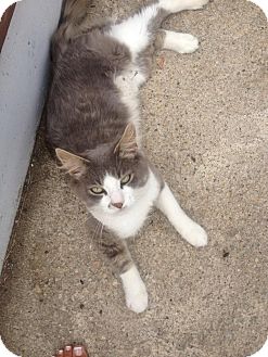 Domestic Shorthair Cat for Sale in Salem, New Hampshire - Kelly Domestic Shorthair Cat for Sale in Salem, New Hampshire - Kelly