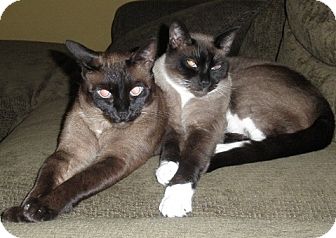 Burmese Cat for Sale in Vacaville, California - Mocha and Milo Burmese Cat for Sale in Vacaville, California - Mocha and Milo