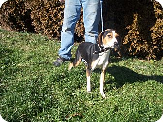 Foxhound Mix Dog for Sale in Germantown, Maryland - Hettie Foxhound Mix Dog for Sale in Germantown, Maryland - Hettie