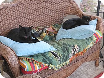 Domestic Shorthair Cat for Sale in Braselton, Georgia - *Maresca2 Domestic Shorthair Cat for Sale in Braselton, Georgia - *Maresca2
