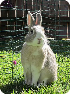 Dutch Mix for Sale in Bonita, California - OdIe Dutch Mix for Sale in Bonita, California - OdIe