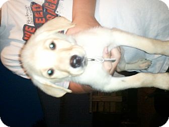 Labrador Retriever Puppy for Sale in Murfreesboro, Tennessee - bella Labrador Retriever Puppy for Sale in Murfreesboro, Tennessee - bella