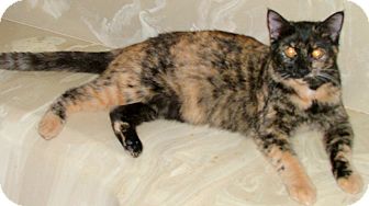 Domestic Shorthair Kitten for Sale in Chattanooga, Tennessee - Gemma Domestic Shorthair Kitten for Sale in Chattanooga, Tennessee - Gemma