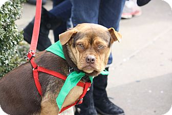 Boston Terrier Mix Dog for Sale in North Wales, Pennsylvania - Cora Boston Terrier Mix Dog for Sale in North Wales, Pennsylvania - Cora