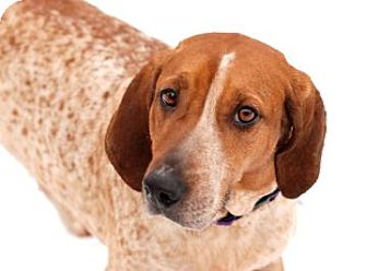 Coonhound Mix Dog for Sale in Kettering, Ohio - Kayko Coonhound Mix Dog for Sale in Kettering, Ohio - Kayko
