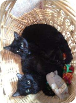 Domestic Shorthair Cat for Sale in Mobile, Alabama - Porky Domestic Shorthair Cat for Sale in Mobile, Alabama - Porky