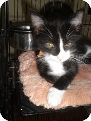 Domestic Shorthair Kitten for Sale in Fairborn, Ohio - Terri & Tommi Tuxedo Domestic Shorthair Kitten for Sale in Fairborn, Ohio - Terri & Tommi Tuxedo