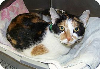 Domestic Shorthair Cat for Sale in Dover, Ohio - Skittles Domestic Shorthair Cat for Sale in Dover, Ohio - Skittles