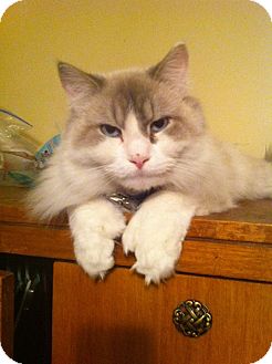 Himalayan Cat for Sale in Pittstown, New Jersey - Prince Himalayan Cat for Sale in Pittstown, New Jersey - Prince