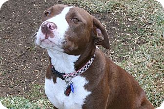 Pit Bull Terrier/Labrador Retriever Mix Dog for Sale in Bellflower, California - Mavis Pit Bull Terrier/Labrador Retriever Mix Dog for Sale in Bellflower, California - Mavis