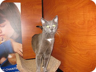 Domestic Shorthair Cat for Sale in Farmingdale, New York - Grant Domestic Shorthair Cat for Sale in Farmingdale, New York - Grant