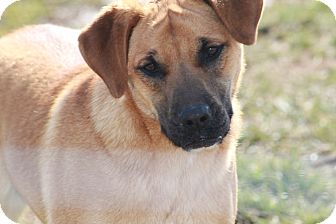Labrador Retriever/Shepherd (Unknown Type) Mix Dog for Sale in Russellville, Kentucky - Davis Labrador Retriever/Shepherd (Unknown Type) Mix Dog for Sale in Russellville, Kentucky - Davis