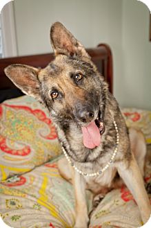 German Shepherd Dog Dog for Sale in Nashville, Tennessee - Sally German Shepherd Dog Dog for Sale in Nashville, Tennessee - Sally