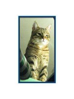 Domestic Shorthair Cat for Sale in Harrisburg, North Carolina - Charlie Domestic Shorthair Cat for Sale in Harrisburg, North Carolina - Charlie