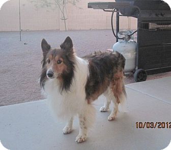 Sheltie, Shetland Sheepdog Dog for Sale in apache junction, Arizona - Shupa Sheltie, Shetland Sheepdog Dog for Sale in apache junction, Arizona - Shupa