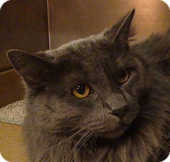 Domestic Longhair Cat for Sale in El Cajon, California - Amelia Domestic Longhair Cat for Sale in El Cajon, California - Amelia