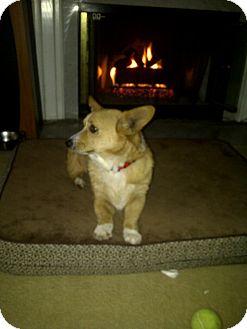 Pembroke Welsh Corgi Dog for Sale in Stamford, Connecticut - Georgie Boy Pembroke Welsh Corgi Dog for Sale in Stamford, Connecticut - Georgie Boy