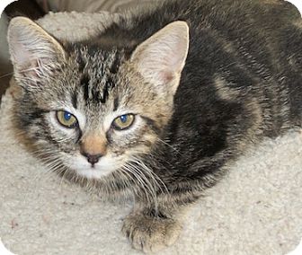 Domestic Shorthair Kitten for Sale in North Highlands, California - Rosa Domestic Shorthair Kitten for Sale in North Highlands, California - Rosa