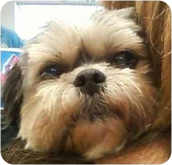 Shih Tzu Dog for Sale in Los Angeles, California - DUCHESS Shih Tzu Dog for Sale in Los Angeles, California - DUCHESS