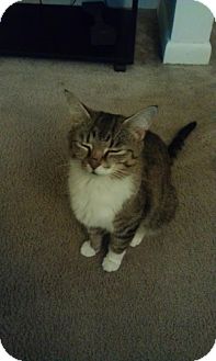 Domestic Shorthair Cat for Sale in Fairborn, Ohio - Esther Domestic Shorthair Cat for Sale in Fairborn, Ohio - Esther