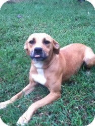 Boxer/Labrador Retriever Mix Dog for Sale in Newtown, Connecticut - Margie Boxer/Labrador Retriever Mix Dog for Sale in Newtown, Connecticut - Margie