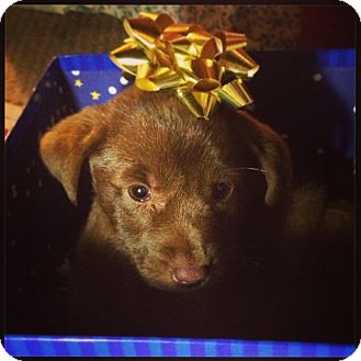 Labrador Retriever Mix Puppy for Sale in Torrance, California - STUBBS Labrador Retriever Mix Puppy for Sale in Torrance, California - STUBBS