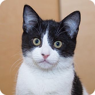 Domestic Shorthair Kitten for Sale in Irvine, California - Cory Domestic Shorthair Kitten for Sale in Irvine, California - Cory