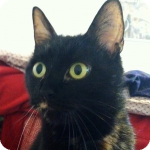 Domestic Shorthair Cat for Sale in Medford, Massachusetts - Sprinkles Domestic Shorthair Cat for Sale in Medford, Massachusetts - Sprinkles