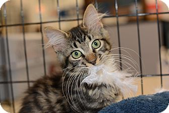Maine Coon Kitten for Sale in Harrisburg, North Carolina - Jose' Manny Maine Coon Kitten for Sale in Harrisburg, North Carolina - Jose' Manny