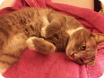 Domestic Shorthair Cat for Sale in Horsham, Pennsylvania - Dominic Domestic Shorthair Cat for Sale in Horsham, Pennsylvania - Dominic
