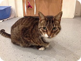 Domestic Shorthair Cat for Sale in Grand Rapids, Michigan - Brutus Domestic Shorthair Cat for Sale in Grand Rapids, Michigan - Brutus