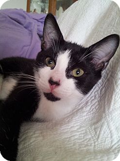 Domestic Shorthair Kitten for Sale in Little Falls, New Jersey - Micestro (KL) Domestic Shorthair Kitten for Sale in Little Falls, New Jersey - Micestro (KL)