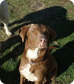 Labrador Retriever/Pointer Mix Dog for Sale in Carey, Ohio - HAUSE Labrador Retriever/Pointer Mix Dog for Sale in Carey, Ohio - HAUSE
