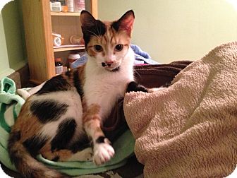 Calico Cat for Sale in East Hanover, New Jersey - Rose Calico Cat for Sale in East Hanover, New Jersey - Rose