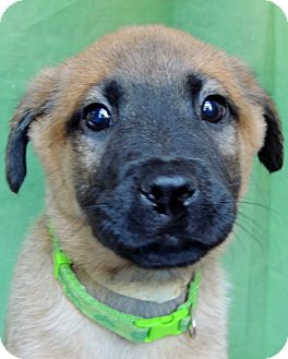 German Shepherd Dog/Husky Mix Puppy for Sale in Thousand Oaks, California - Cupid German Shepherd Dog/Husky Mix Puppy for Sale in Thousand Oaks, California - Cupid