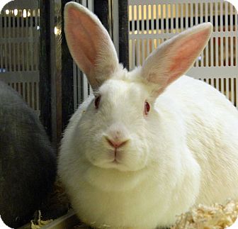 New Zealand Mix for Sale in Cheyenne, Wyoming - Snowflake New Zealand Mix for Sale in Cheyenne, Wyoming - Snowflake