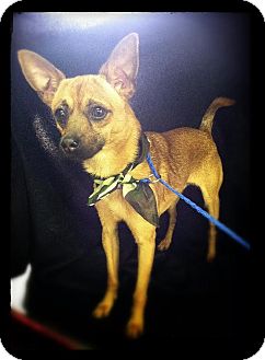 Chihuahua/Corgi Mix Dog for Sale in Hazard, Kentucky - Skippy Chihuahua/Corgi Mix Dog for Sale in Hazard, Kentucky - Skippy